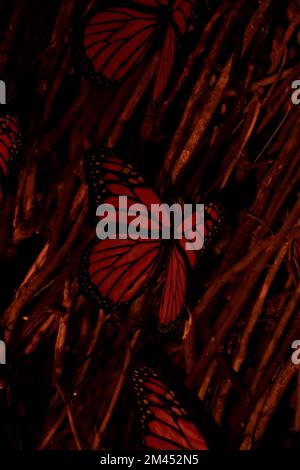 monarch butterfly on dry branches as ornaments, mexico Stock Photo