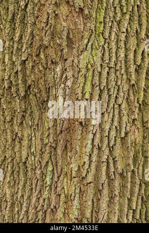 Full frame image of rough bark of a mighty old tree, useful as a natural background texture Stock Photo