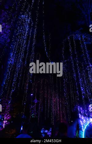 neon lights hanging from trees illuminating the space in pink and blue Stock Photo