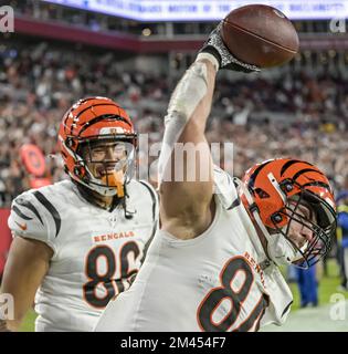 Cincinnati Bengals tight end Mitchell Wilcox (84) lines up for the