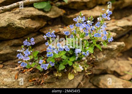 Cluster of germander speedwell or bird's-eye speedwell (Veronica chamaedrys) with blue and purple blossoms, flowering between rocks in a forest Stock Photo