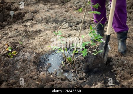 Shovel in ground. Planting trees. Details of planting plants in park. Garden tools. Digging up soil. Stock Photo