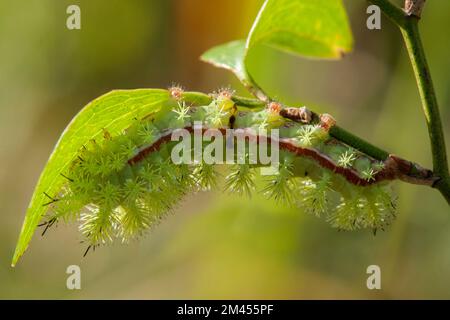 IO moth caterpillar - Automeris io Stock Photo - Alamy