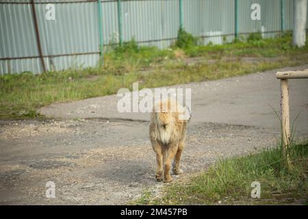 Stray dog on street. Abandoned dog in summer in city. Animal without owner. Life-threatening pet. Stock Photo