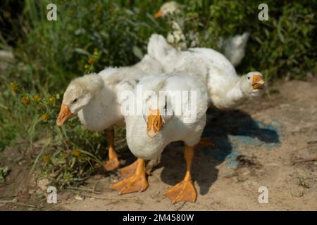 Geese on farm. Young geese with white birches. White birds on shore of pond. Life in countryside. Stock Photo