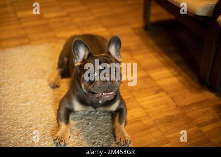 Dog in room. Pet of small breed. Dog stands on wooden floor. Stock Photo