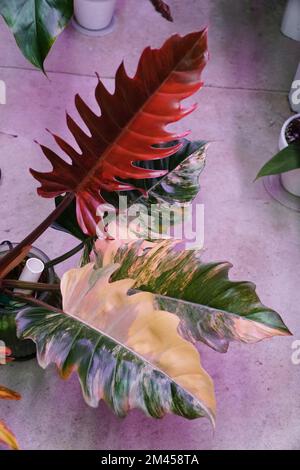 Stunning color and variegated leaves of Philodendron Caramel Marble, a rare  tropical plant Stock Photo - Alamy
