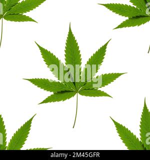 Seamless pattern of a green cannabis leaf on a white background. Isolated background. Wallpaper. Horizontal photo for your design. Stock Photo