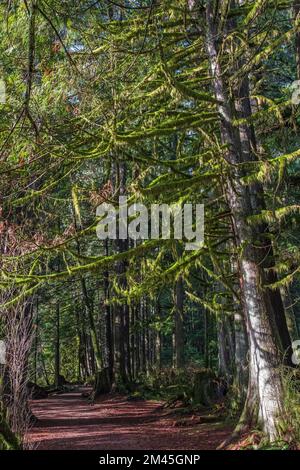 Beautiful autumn forest mountain path. Road through sunny green rainforest. Hiking trail in the wilderness. Mysterious path in the middle of wooden co Stock Photo