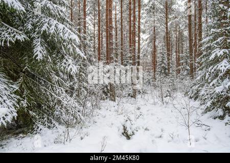 Beautiful coniferous forest in winter Stock Photo