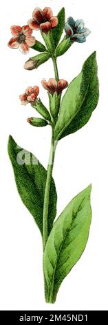 lungwort Pulmonaria officinalis,  (botany book, 1900), Lungenkraut Stock Photo