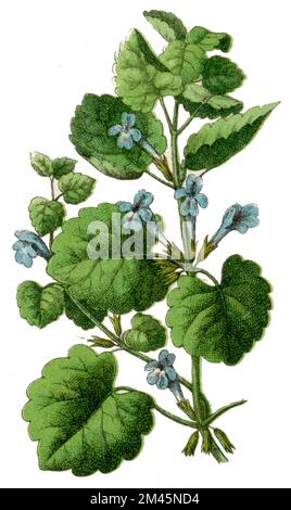 ground-ivy Glechoma hederacea,  (botany book, 1900), Gundermann Stock Photo