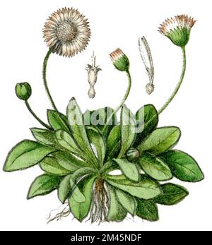 daisy Bellis perennis,  (botany book, 1900), Gänseblümchen Stock Photo