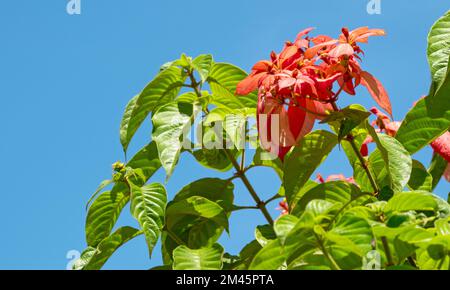 Blooming red flowers of Mussaenda erythrophylla or Ashanti blood in India Stock Photo