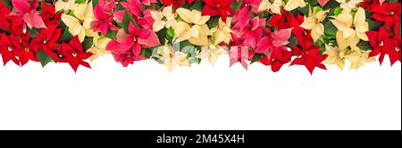 Poinsettia flowers garland. Christmas border decoration isolated Stock Photo