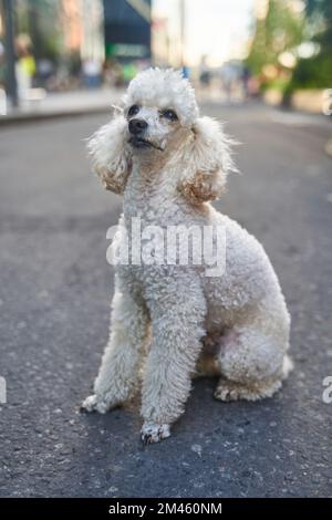 White miniature poodle pedigree dog standing on the asphalt road and posing to the camera Stock Photo