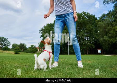 Woman playing with dog at green field, feeding dog from hands. Pet asking for treat to owner. Tasty food for good dog behavior, relationship with pet Stock Photo