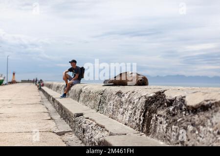 Tourist and Seal on Pier in Cape Town Stock Photo