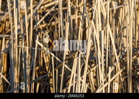 A white wagtail in the danube delta in romania Stock Photo
