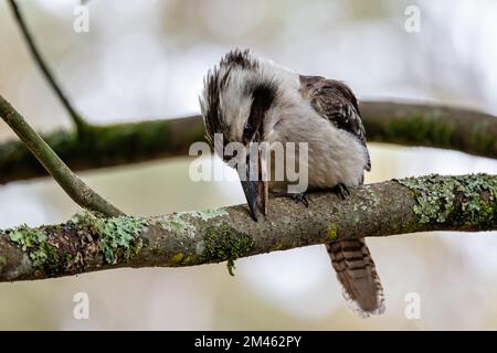 Close up of an Australian Kookaburra bird  pecking branch perched on. Stock Photo