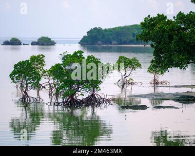 Mangrove on Water Surface Stock Photo