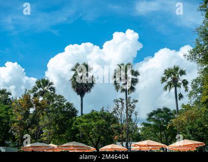 Seascape. Summer view with orange striped beach umbrellas, tropical palm trees against blue sky background with white fluffy clouds on a sunny day. Stock Photo