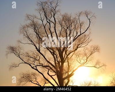 Winter Sunrise and Dead Tree Stock Photo