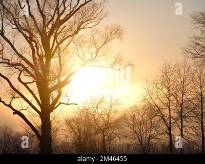 Winter Sunrise and Dead Tree Stock Photo