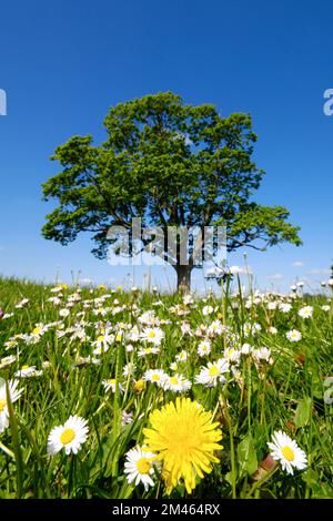 Dandelion and daisy flowers with a tree in the background. Stock Photo