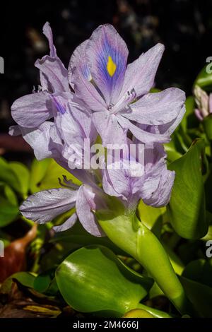 Water hyacinth (Eichornia crassipes, Pontederia crassipes), Pontederiaceae. Aquatic plant native to South America, invasive and naturalized all over t Stock Photo