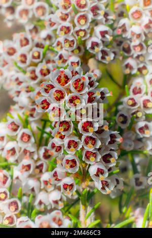 Tree heath (Erica arborea). Ericaceae. Evergreen shrub of the Atlantic heath. white flower. Stock Photo