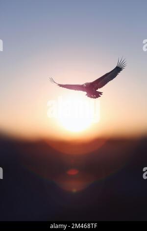 New year rising bright sun and sunrise background and an eagle flying high in the sky with its big wings spread Stock Photo