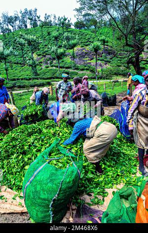 Packing tea leaves, Munnar, Idukki district, Kerala, India Stock Photo