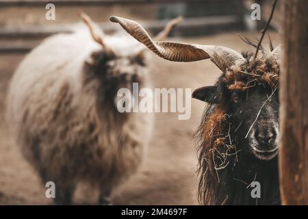 Goat and the greatest of all time Stock Photo