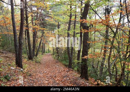 Forest Path or Footpath through Mixed Beech, Fagus sylvatica, and Conifer Forest on the Route Napoleon & Former Roman Road in the Autumn nr Senez Stock Photo