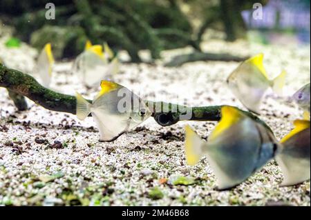 Silver moonyfish, or silver moony (Monodactylus argenteus ) swimming in an aquarium between branches and other fish of the same species Stock Photo