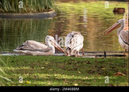 Three Gray Pelicans in a pond one perched on the water, another seen from behind while drinking and another standing with its mouth open Stock Photo