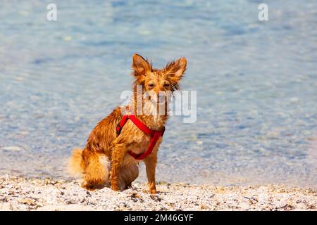 Cute, wet small dog on the beach at the seaside. Cyprus