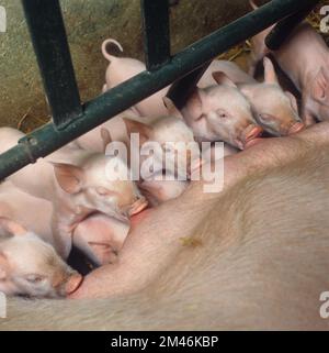 Large white pig sow in a farrowing crate suckling several very young piglets, Hampshire Stock Photo