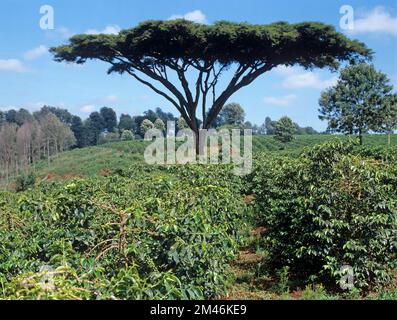 Plantation of arabica coffee (Coffea arabica) mature bushes in green berry with Acacia thorn tree near Nairobi, Kenya Stock Photo