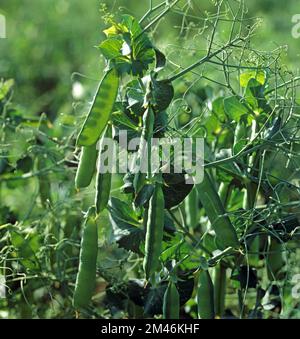Pea (Pisum sativum) pods in crop with light shining through the pods to silhouette the young peas, Wiltshire, June Stock Photo