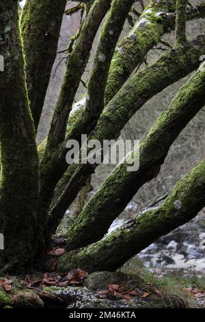 Moss Covered Tree Trunks in Winter, North Pennines, Teesdale, County Durham, UK Stock Photo