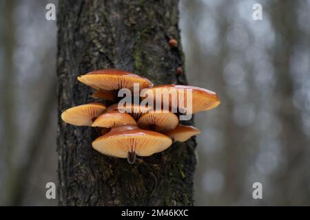 Edible mushroom Flammulina velutipes on the three. Known as Velvet shank, Velvet Foot or Enoki Mushroom. Cluster of wild mushrooms in forest Stock Photo