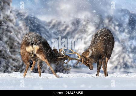 Two adult deer with big antlers are fighting against the background of mountains in winter Stock Photo