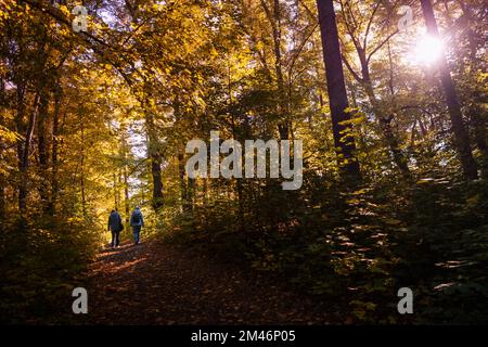 People walking in autumn forest Stock Photo