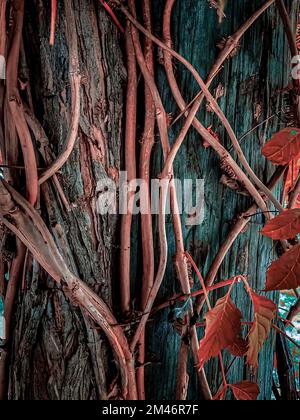 Twisted Jungle Vines Liana Plant Heart Shaped Green Leaves Isolated Stock  Photo by ©Nature_Design 385072508