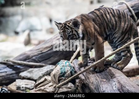 Berlin, Germany. 19th Dec, 2022. One of the two Sumatran tiger girls playing in her enclosure. The names for the young Sumatran tigers in the zoo have been decided: they are called Luise and Lotte. In a large poll for name suggestions, most participants opted for Luise and Lotte. Credit: Paul Zinken/dpa/Alamy Live News Stock Photo