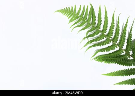 Tropical green fern leaf isolated on white background with hard shadow. Flat lay. Top view. Minimal summer concept with fern leaves. Copy space Stock Photo
