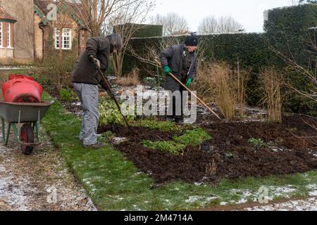 Gardeners adding manure to garden flower beds and using a hoe to spread it out over the soil to add nutrients and texture, England, UK, in winter Stock Photo