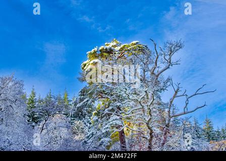 Scots Pine a blue sky and trees covered by winter snow Stock Photo